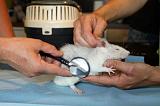 VETERINAIRE NAC 023
